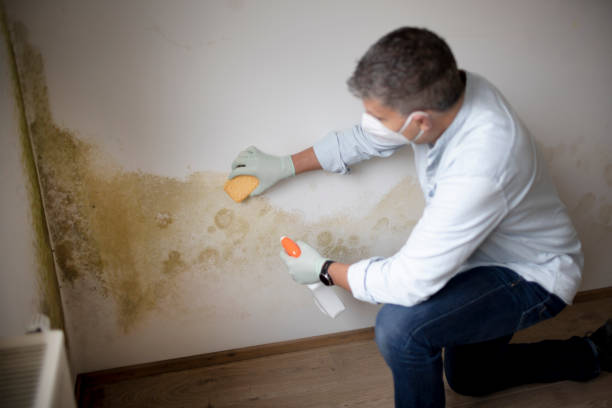 Asbestos and Lead Testing During Mold Inspection in Shorewood, MN