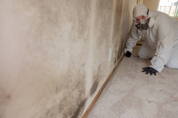 Best Mold Remediation for Rental Properties  in Shorewood, MN